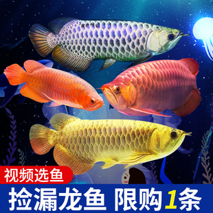 速发金龙鱼鱼鱼苗幼小龙鱼幼苗大号半印热辣椒练手红龙活观赏鱼尼