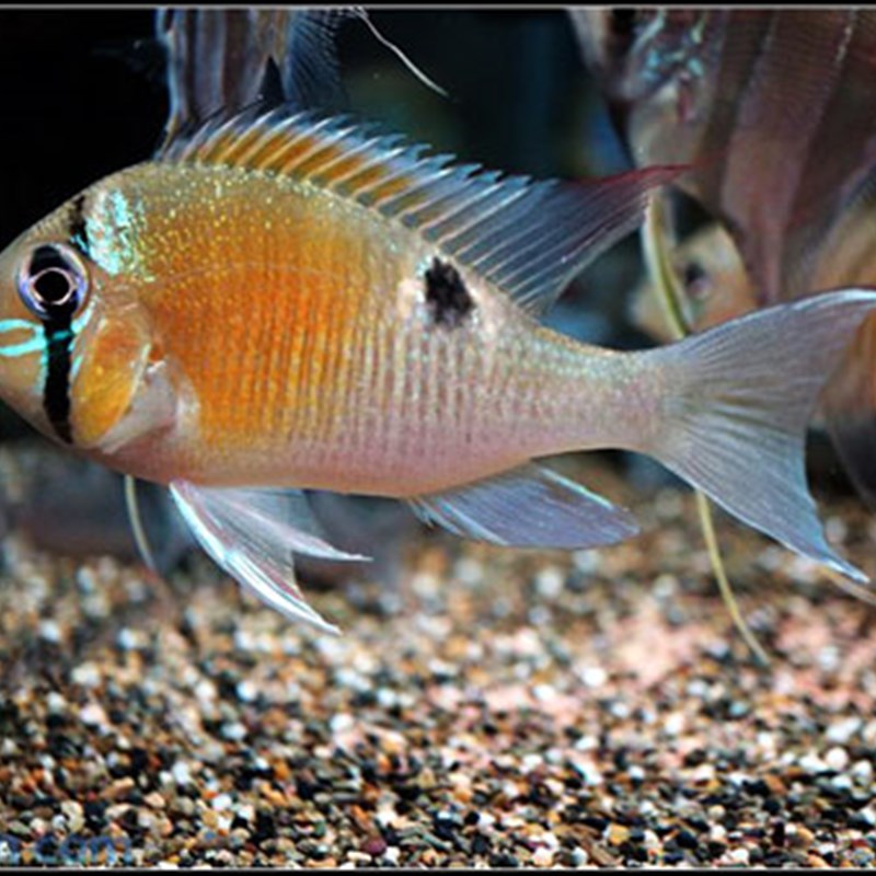 速发秘鲁黄腹月亮宝石观赏鱼食土带美鱼洲慈鲷鱼淡水鱼热鲷鱼