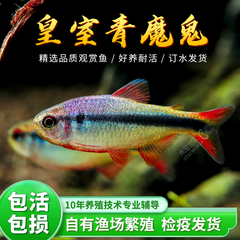 速发皇室青魔鬼灯鱼红绿灯宝莲灯皇魔青王鬼蓝国室甜心柠檬热带观