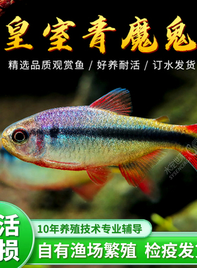 速发皇室青魔鬼灯鱼红绿灯宝莲灯皇魔青王鬼蓝国室甜心柠檬热带观