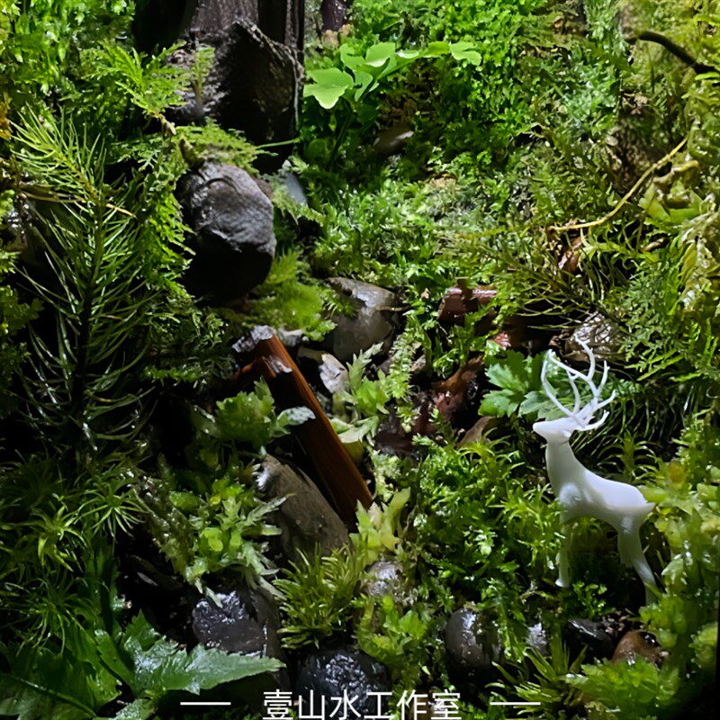 速发微景观小摆件苔藓生态瓶diy素材造景小房子幼儿园植物观察教