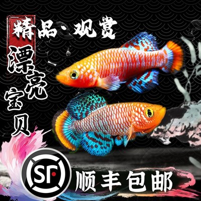 速发漂亮宝贝鳉贡氏观尾鳉科鱼热带圆赏鱼漂亮的宝贝鱼淡水小型鱼