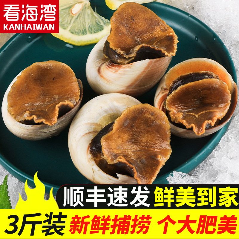 看海湾 大号鲜活猫眼螺顺丰包邮鲍螺海鲜新鲜捕捞海螺老婆脚5斤装