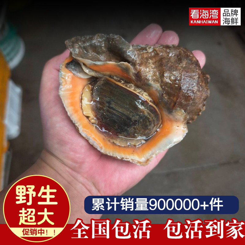 超大海螺鲜活特大号鲜活小海螺生鲜海鲜水产批发花螺响螺包活到家