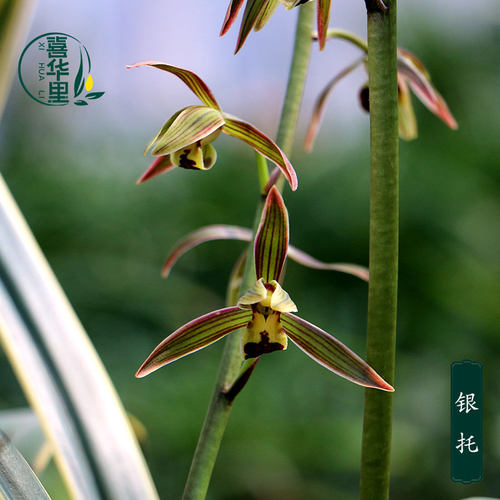 翁源兰花墨兰高端艺草银托好养