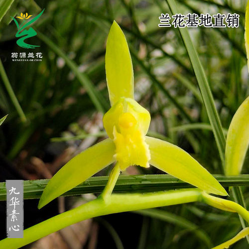 翁源兰花种蕙兰素九华素心浓香型