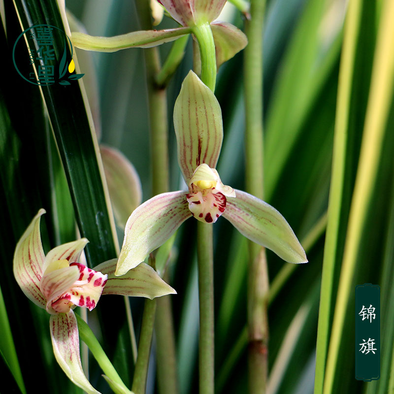 翁源兰花喜花里四季建兰叶艺铭品金边锦旗带花浓香型好养绿植盆栽