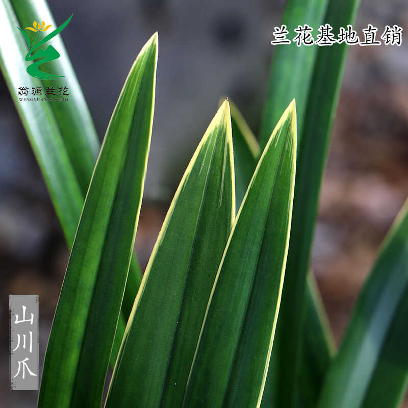 开花浓香室内好养绿植花卉