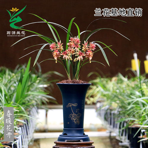 喜花里兰花高端春剑红奇春暖花开