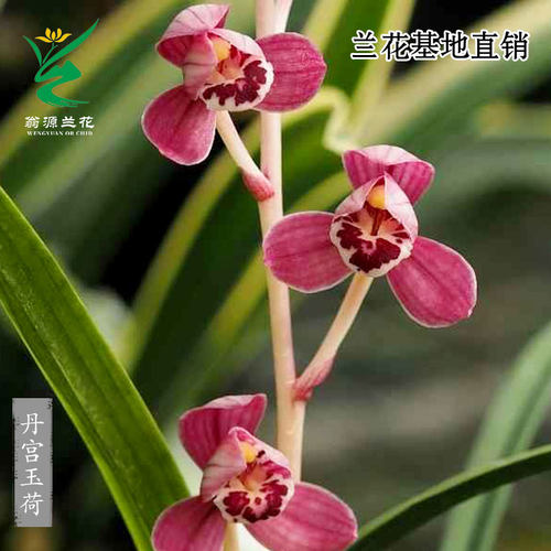 翁源兰花四季建兰正品丹宫玉荷香