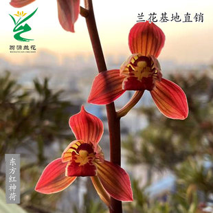 翁源兰花苗墨兰金边东方红神荷红花带花浓香绿叶墨兰绿植盆栽花卉