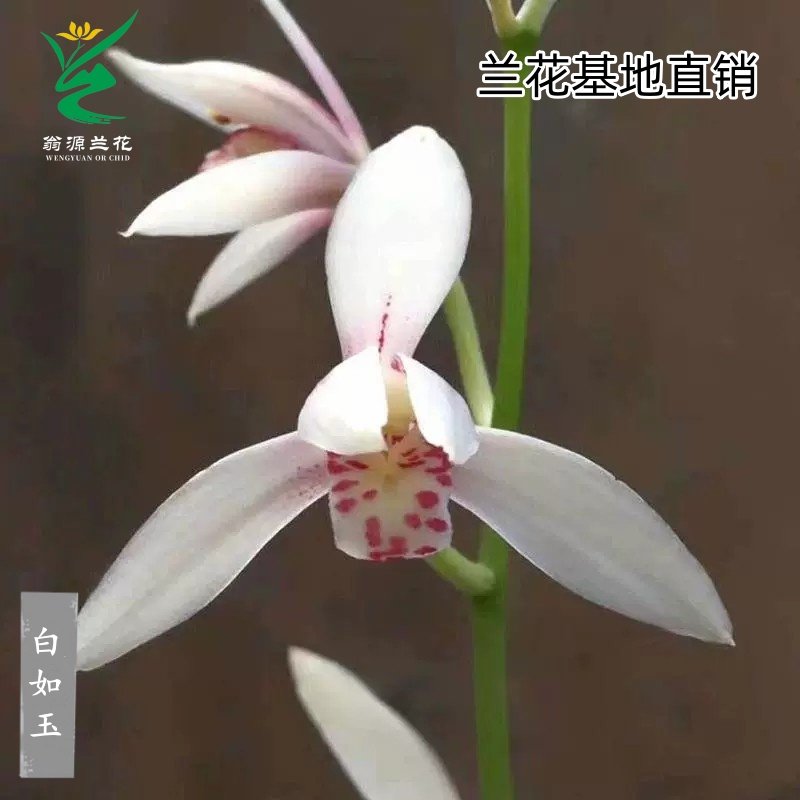 四季建兰白彩花白如玉带花浓香