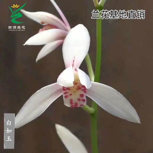 翁源兰花建兰彩心花白如玉带花香