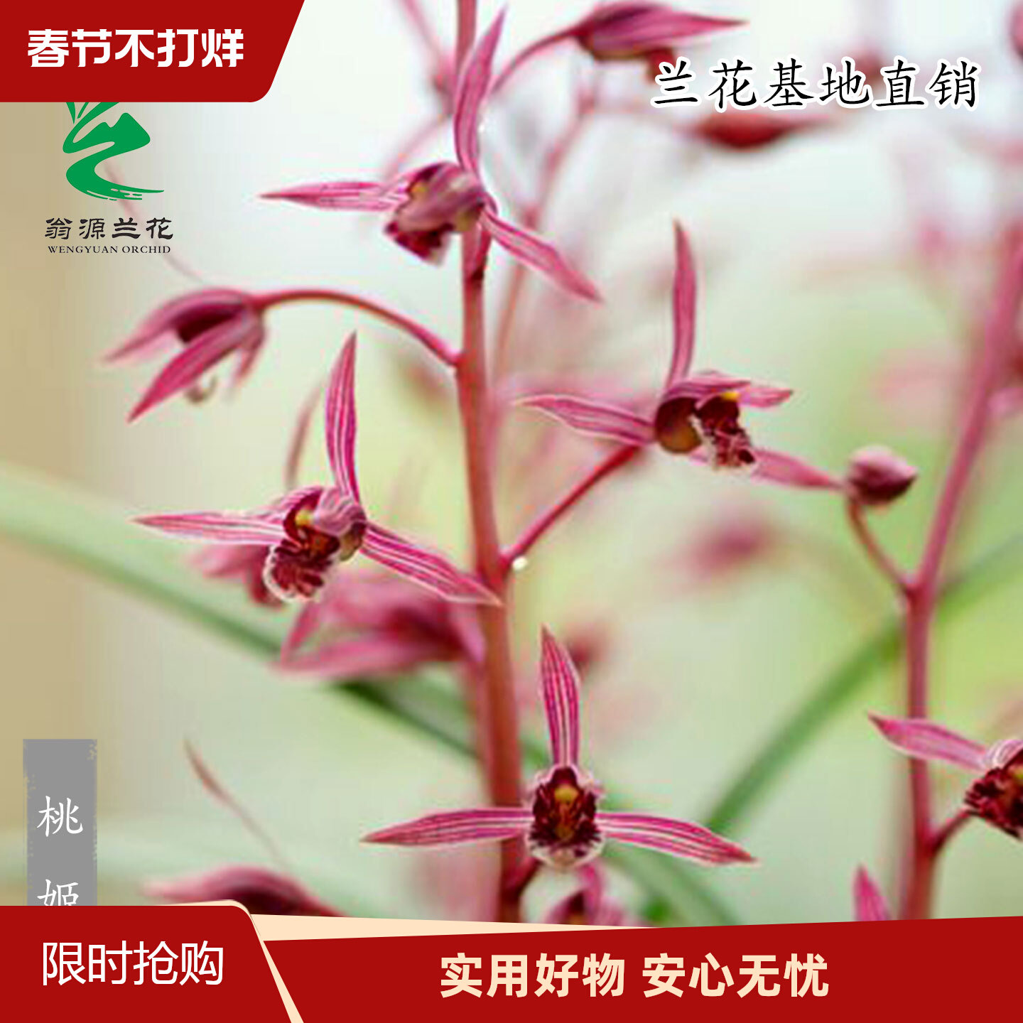 翁源兰花喜花里老种墨兰桃姬带花浓香粉红月下含羞好养室内卉盆栽