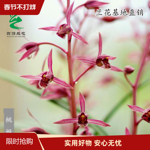 翁源兰花墨兰桃姬带花浓香型好养