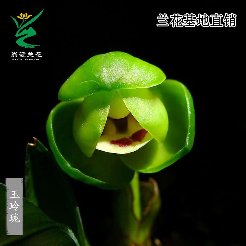 春兰荷瓣玉玲珑小巧精致带花浓香