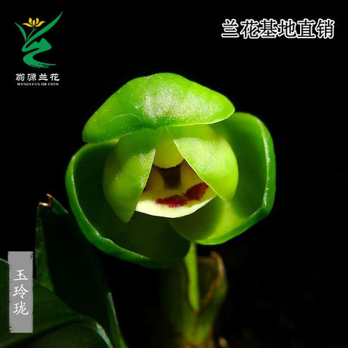 春兰荷瓣玉玲珑小巧精致带花浓香