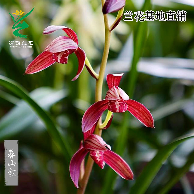翁源兰花喜花里四季建兰高端红花正品暮山紫小国魂浓香型好养室内