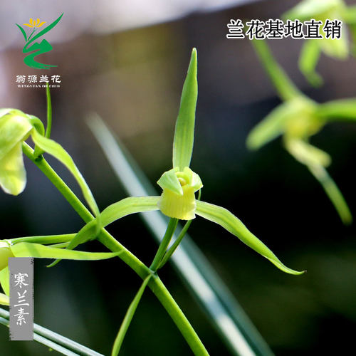 喜花里兰花苗开花浓香好养