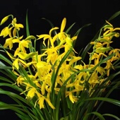 翁源兰花喜花里四季 建兰大花黄金小神童台北小姐带花浓香型好易养