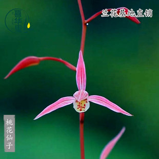 翁源兰花苗高端细叶寒兰铭品桃花仙子带花彩素朱砂痣浓香好养花卉