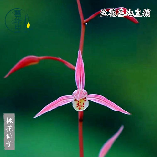 翁源兰花苗细叶寒兰桃花仙子带花