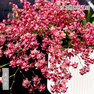 翁源兰花苗文心梦香兰带花苞浓香可水培室内好养花卉盆栽