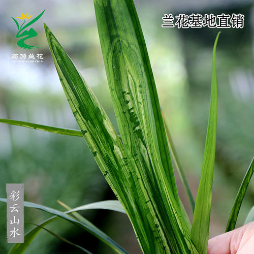 喜花里兰业高端墨兰秋榜彩云山水