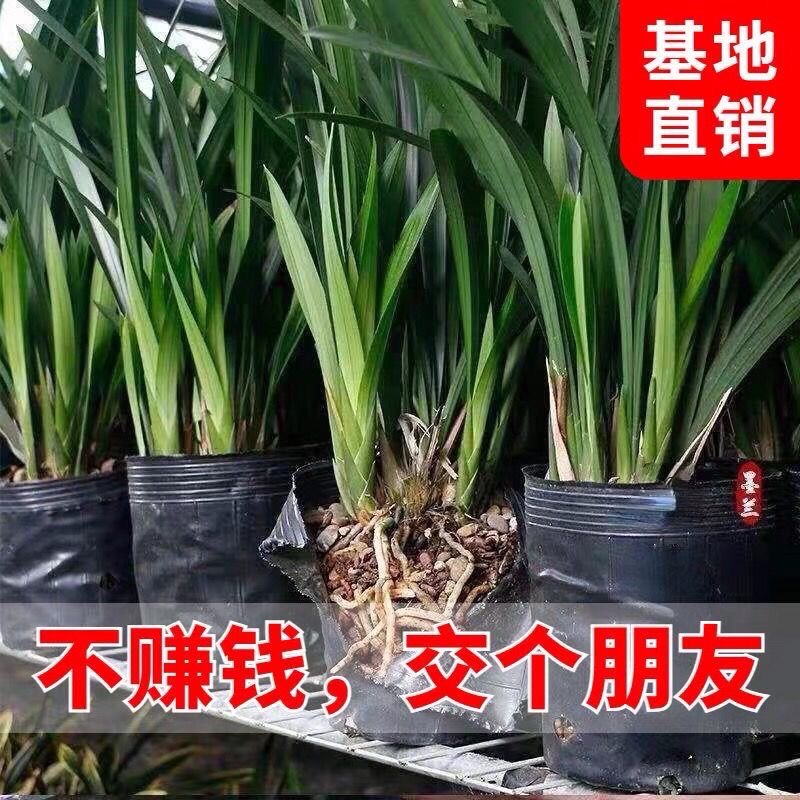 老种墨兰绿叶企黑带花浓香除甲醛