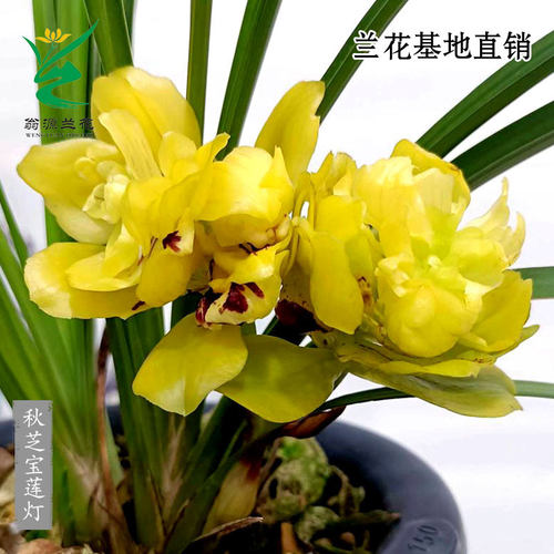 翁源兰花苗秋芝宝莲灯带花浓香型