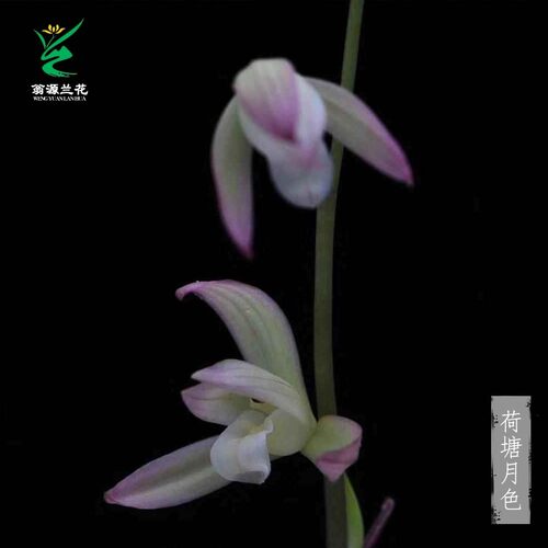 翁源兰花四季建兰荷塘月色带花香