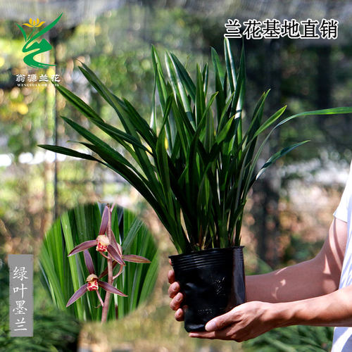 翁源兰花老种绿叶墨兰带花浓香型