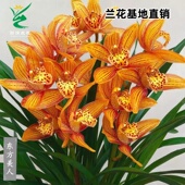 翁源兰花苗喜花里大花蕙兰东方美人黄金小神童带花浓香型室内绿植