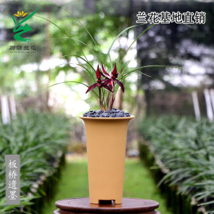 翁源兰花老种春兰板桥遗墨高端四季建兰小国魂带花浓香精品色花卉