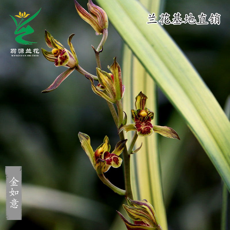 翁源兰花喜花里墨兰铭品金如意开花富山浓香型好养易栽培绿植花卉,鲜花速递/花卉仿真/绿植园艺,国兰/杂交兰/洋兰类,淘宝优惠券,粉丝福利购,淘宝优惠卷