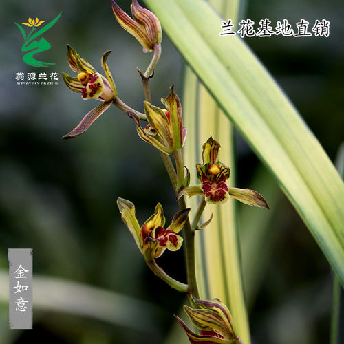 翁源兰花金如意墨兰浓香当年开花