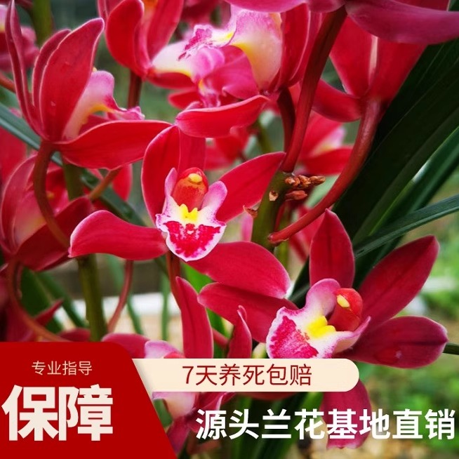喜花里兰花红将军带花浓香好易养