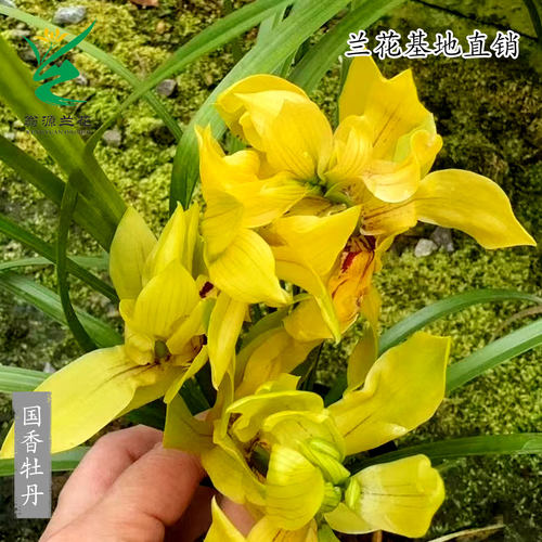 翁源兰花喜花里高端春兰国香牡丹