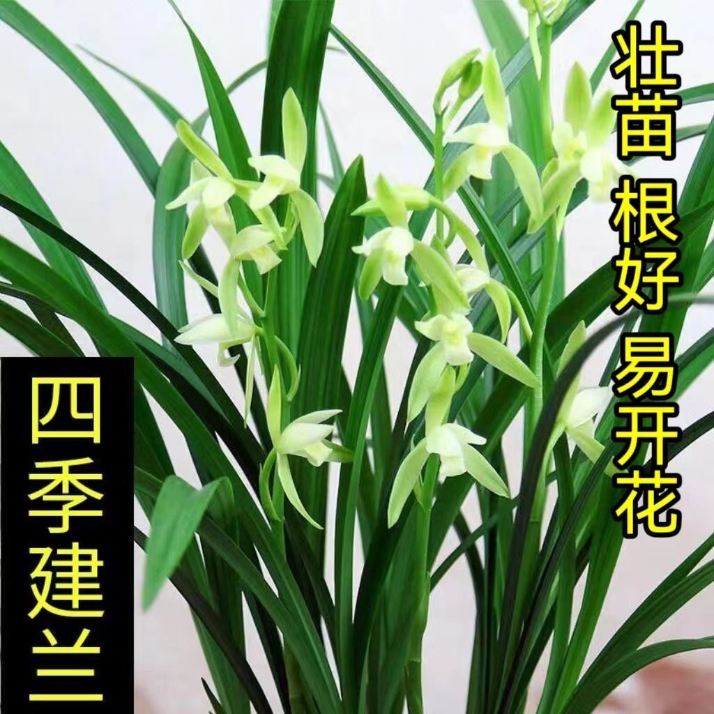 老种四季建兰大凤素心花带花浓香