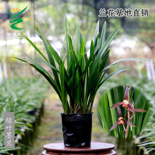 翁源兰花墨兰企黑带花浓香型好养