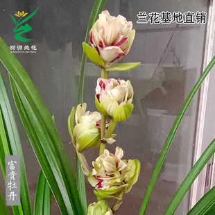 翁源兰花喜花里秋榜富贵牡丹四季建兰富山奇蝶带花浓香好易养绿植