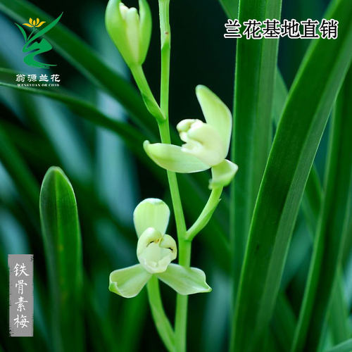 翁源兰花四季建兰铁骨素梅带花香