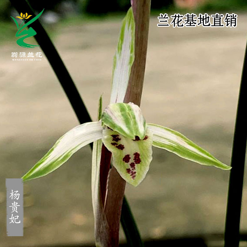 高端寒兰杨贵妃细叶老种带花浓香