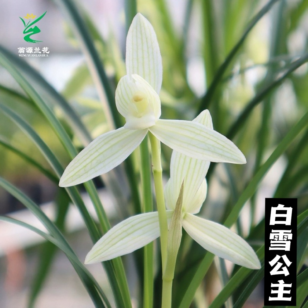 老种白雪公主浓香型室内好养盆栽