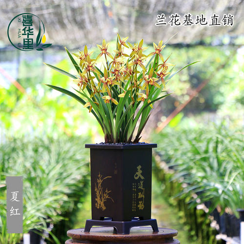 翁源兰花四季建兰金边夏红带花香