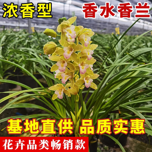 兰花苗浓香型带花苞好养室内绿植