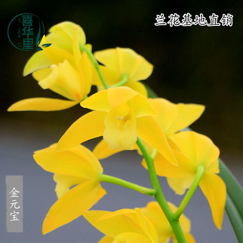翁源兰花大花蕙兰金元宝浓香好养