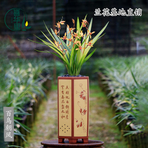 翁源兰花百鸟朝凤墨兰铭品浓香型