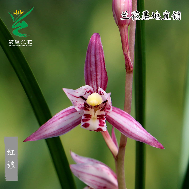 喜花里兰花苗好养浓香易栽培