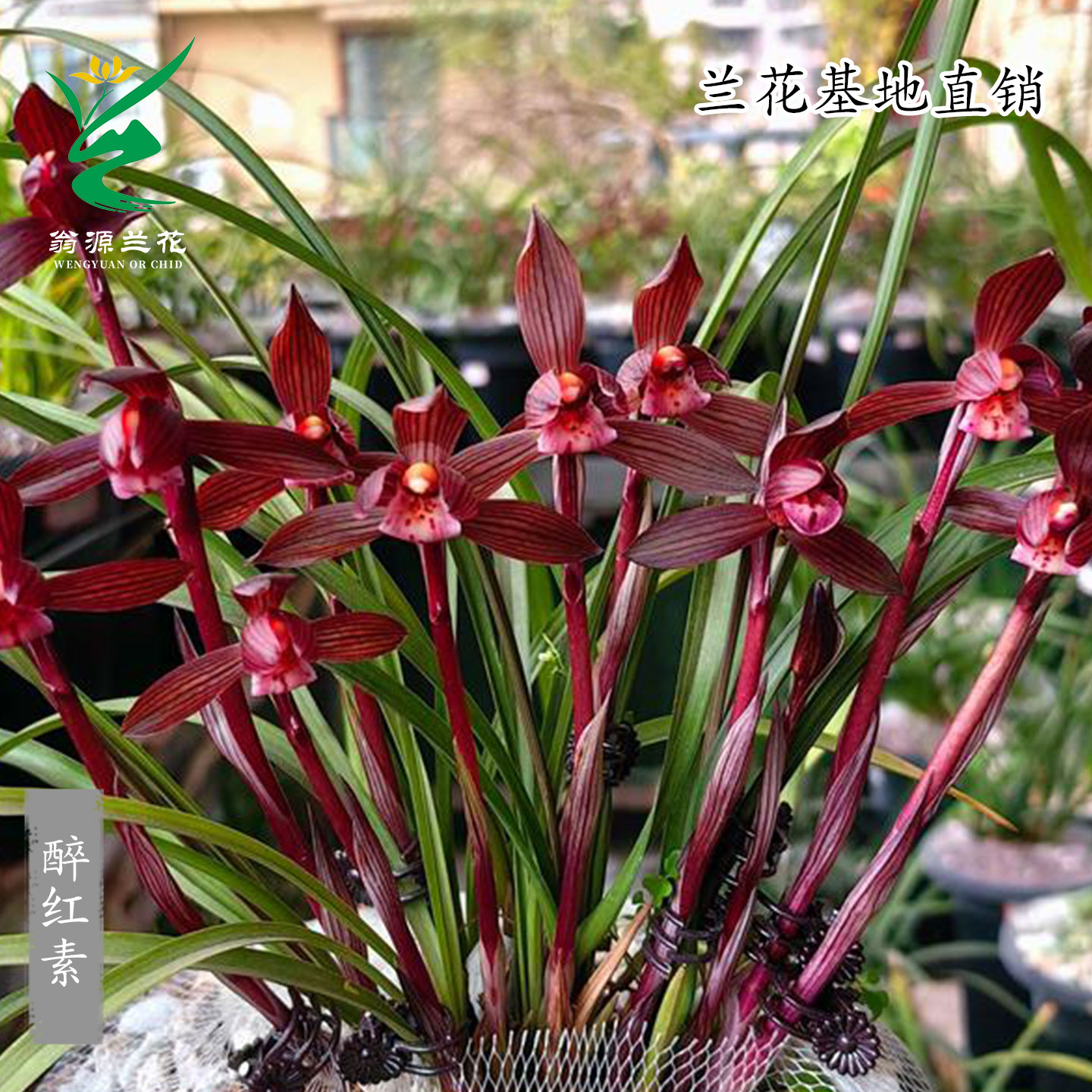 高端老种春兰醉红素之首带花浓香
